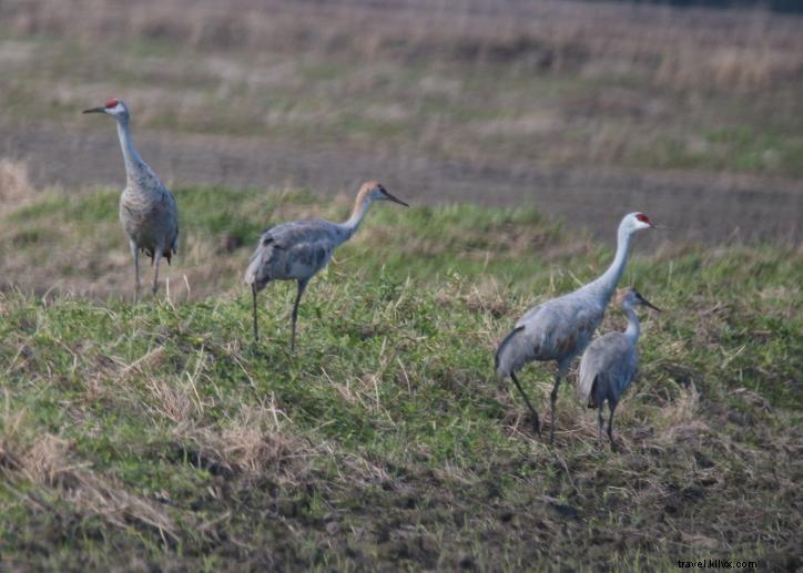 Premier Birdwatching in Southwest Louisiana: Top Lake Charles Hotspots