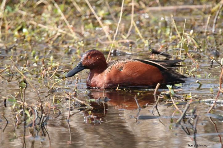 Premier Birdwatching in Southwest Louisiana: Top Lake Charles Hotspots