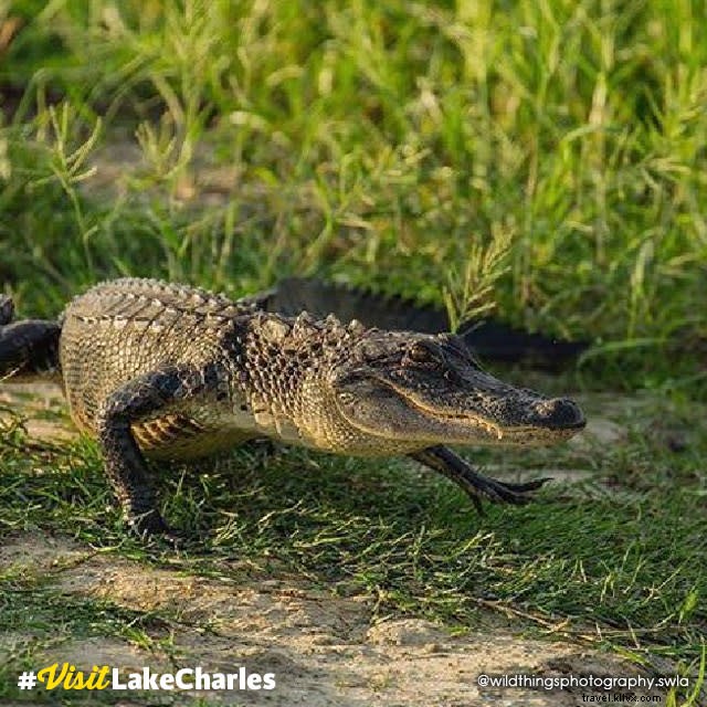 Thrilling Alligator Encounter at Pintail Wildlife Drive: #VisitLakeCharles Photo of the Month Winner