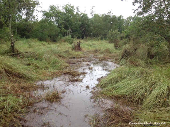 The Chilling Legend of the Rougarou: Southwest Louisiana s Werewolf Lurking in Calcasieu Marshes