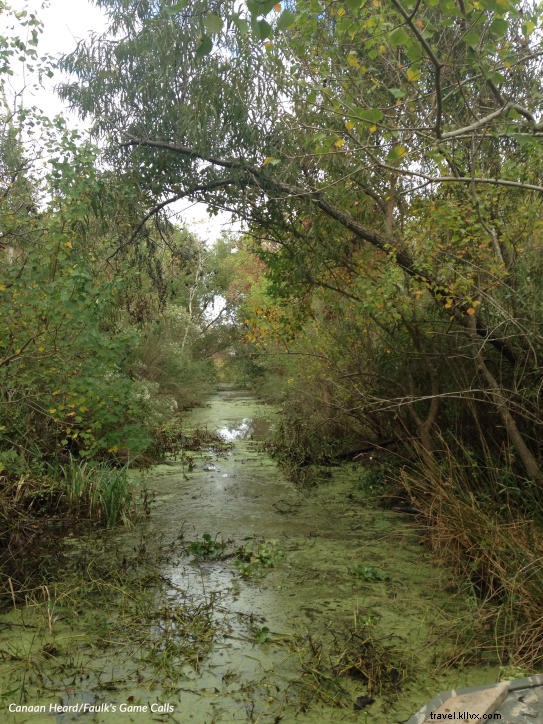 The Chilling Legend of the Rougarou: Southwest Louisiana s Werewolf Lurking in Calcasieu Marshes