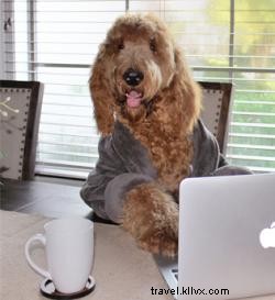 Top Dog-Friendly Parks, Restaurants, and Hotels in Lake Charles, LA