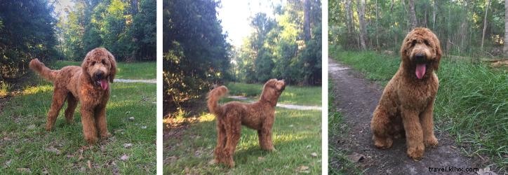 Top Dog-Friendly Parks, Restaurants, and Hotels in Lake Charles, LA