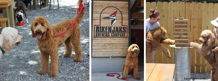 Top Dog-Friendly Parks, Restaurants, and Hotels in Lake Charles, LA