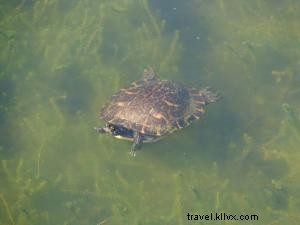 Pokémon s Top 6 Real-Life Cousins in Southwest Louisiana: Spot Them on the Creole Nature Trail