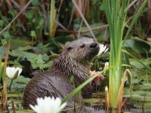 Pokémon s Top 6 Real-Life Cousins in Southwest Louisiana: Spot Them on the Creole Nature Trail