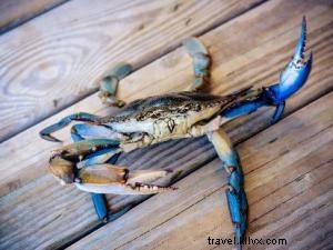 Pokémon s Top 6 Real-Life Cousins in Southwest Louisiana: Spot Them on the Creole Nature Trail