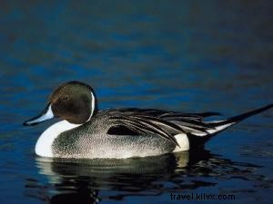 Pokémon s Top 6 Real-Life Cousins in Southwest Louisiana: Spot Them on the Creole Nature Trail