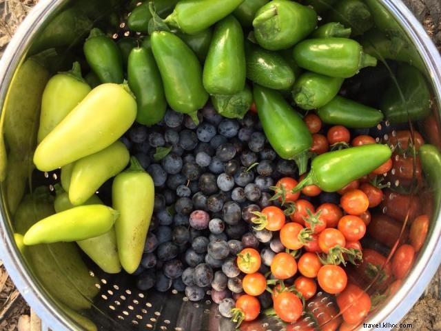 15 Epic Ways to Maximize Your Louisiana Summer in Lake Charles