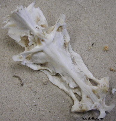 Ultimate Family Beach Day Guide: Tips for Cruising Cameron Parish Beaches with Kids