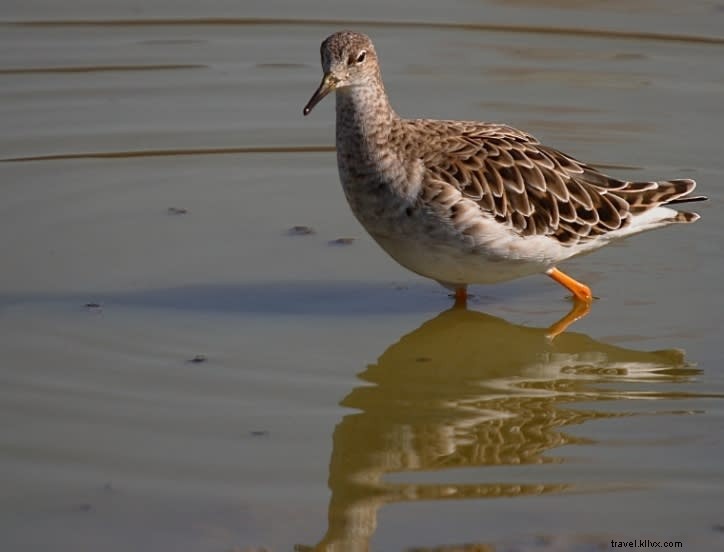 Top Spring Birding Hotspots in Southwest Louisiana: Expert Guide (Part 2)