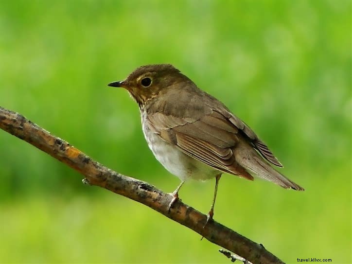 Top Spring Birding Hotspots in Southwest Louisiana: Expert Guide (Part 2)