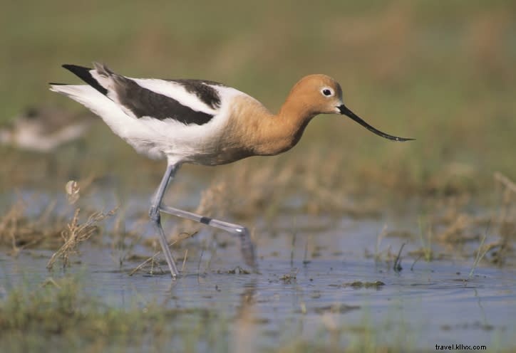 Top Spring Birding Hotspots in Southwest Louisiana: Expert Guide (Part 2)