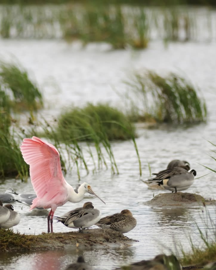 Top Spring Birding Hotspots in Southwest Louisiana: Expert Guide (Part 2)