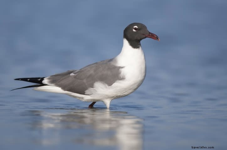 Top Spring Birding Hotspots in Southwest Louisiana: Expert Guide (Part 2)