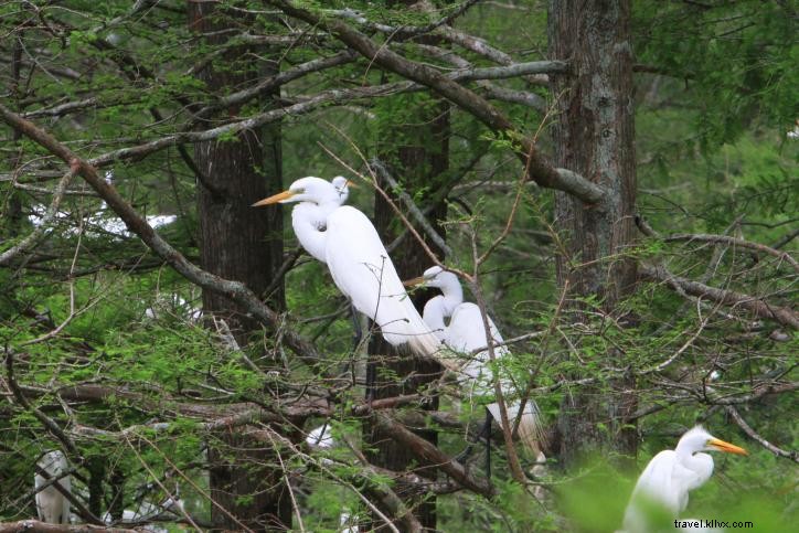 Spring Birding in Southwest Louisiana: A Local Expert s Guide (Part 1)