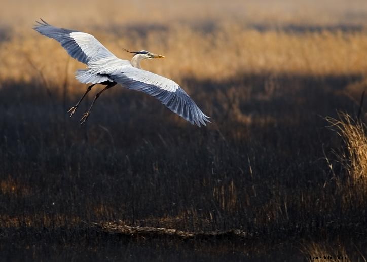 Spring Birding in Southwest Louisiana: A Local Expert s Guide (Part 1)