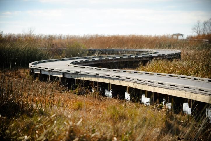 Discover Your Travel Tribe: Nature Lover s Guide to Lake Charles Adventures (Part 1)