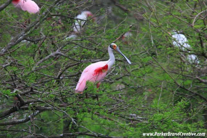 Southwest Louisiana Weather Guide: Unpredictable Seasons, Wildlife Tips, and Birding Hotspots