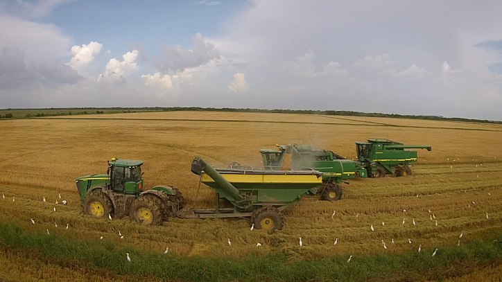 Louisiana Rice: From Farm to Table – A Behind-the-Scenes Adventure