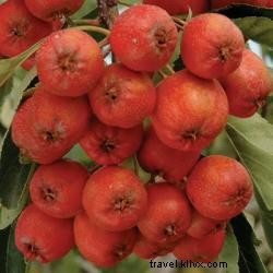 Discover the Sweet Charm of the Starks Mayhaw Festival, May 14-16