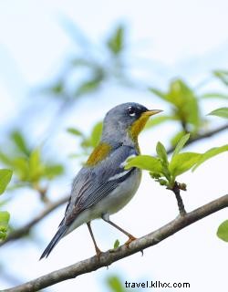 Witness the Spectacular Spring Bird Migration on Louisiana s Creole Nature Trail