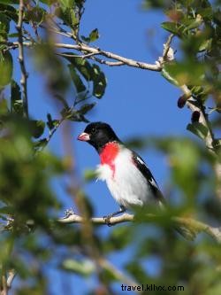 Witness the Spectacular Spring Bird Migration on Louisiana s Creole Nature Trail