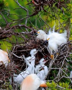 Witness the Spectacular Spring Bird Migration on Louisiana s Creole Nature Trail