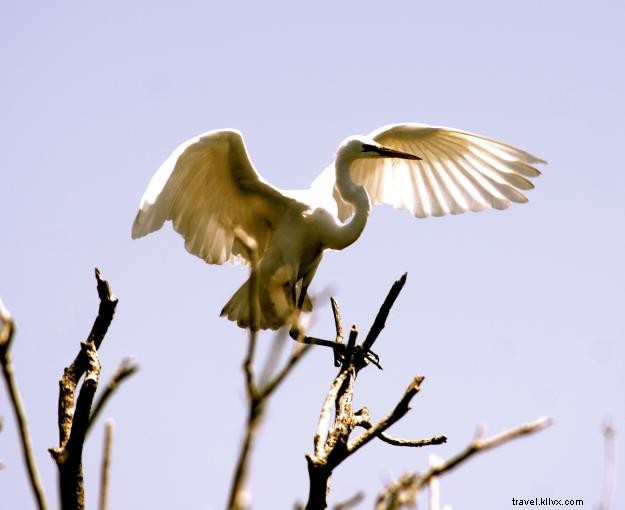 Unforgettable Spring Adventure: Exploring Southwest Louisiana s Outdoors
