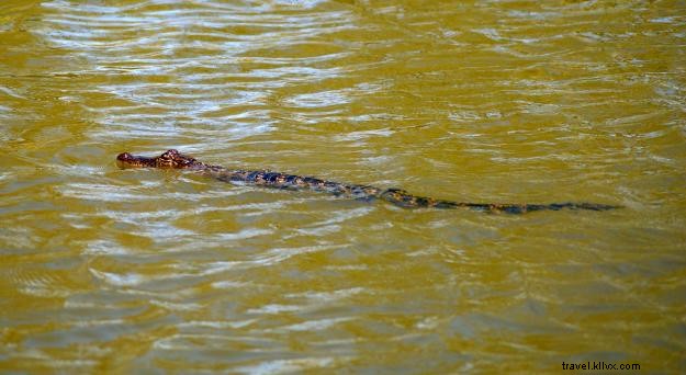 Unforgettable Spring Adventure: Exploring Southwest Louisiana s Outdoors
