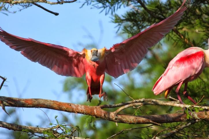 Spring Bird Migration: A Spectacular Journey Along the Creole Nature Trail in Lake Charles