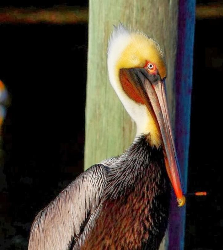 Spring Bird Migration: A Spectacular Journey Along the Creole Nature Trail in Lake Charles