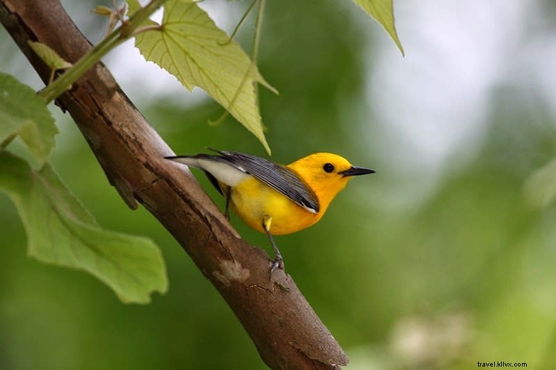 Spring Bird Migration: A Spectacular Journey Along the Creole Nature Trail in Lake Charles