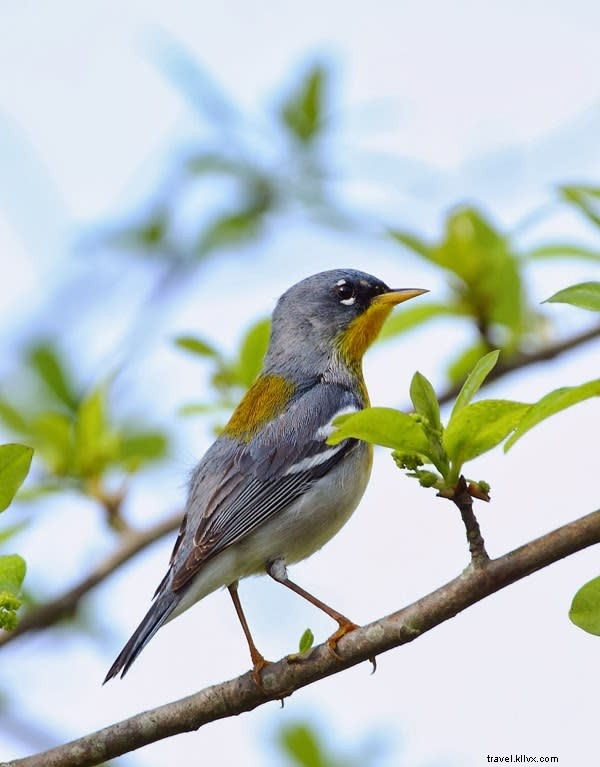 Spring Bird Migration: A Spectacular Journey Along the Creole Nature Trail in Lake Charles