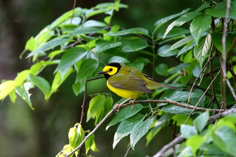 Spring Bird Migration: A Spectacular Journey Along the Creole Nature Trail in Lake Charles