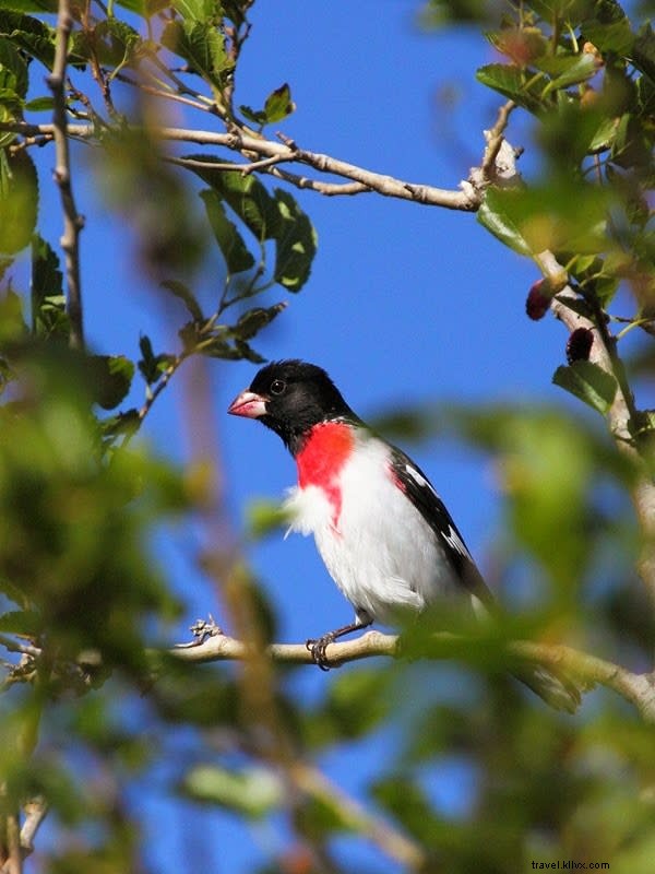 Spring Bird Migration: A Spectacular Journey Along the Creole Nature Trail in Lake Charles