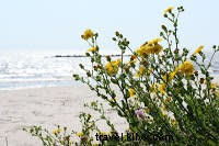 Seashells by the Seashore: Top Shelling Spots on Louisiana s Creole Nature Trail