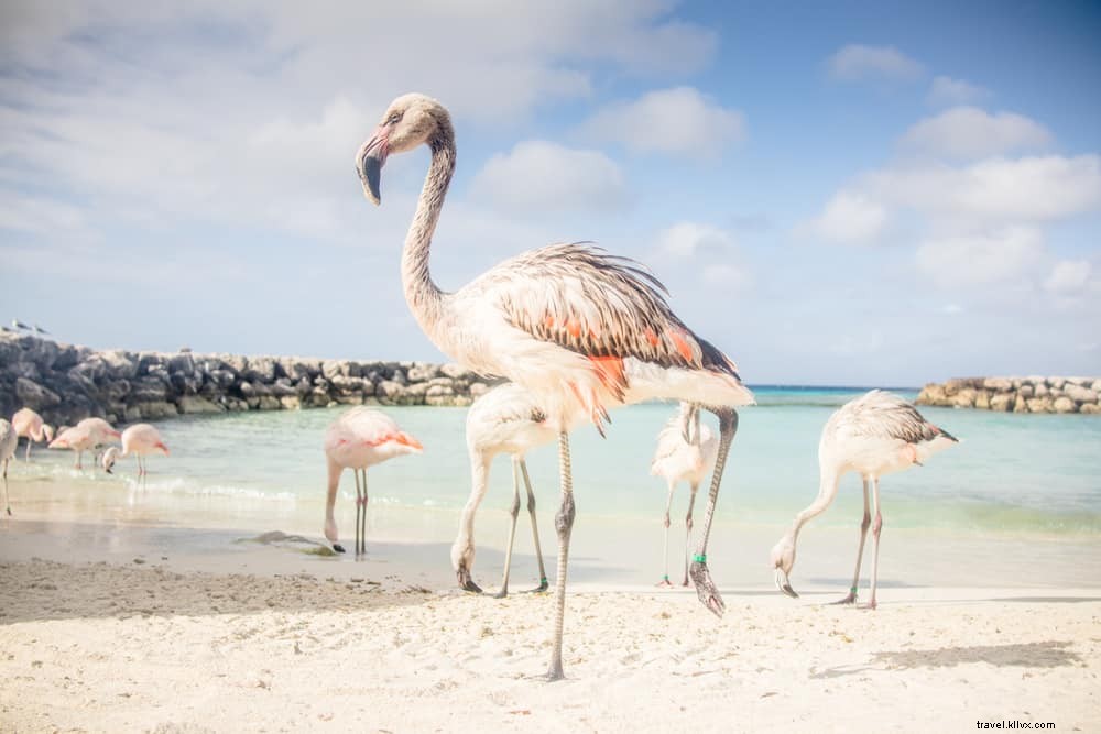 16 Most Beautiful Places to Visit in Aruba: The Happy Island s Top Attractions