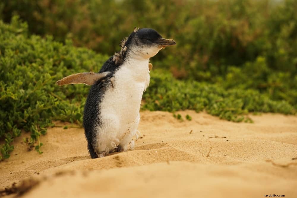 Top 20 Most Beautiful Places to Visit in Australia: Expert Travel Guide