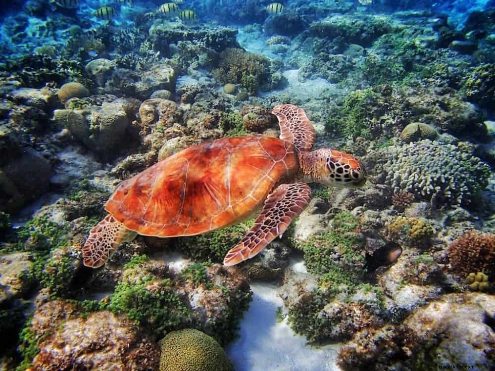 Top 20 Most Beautiful Places to Visit in Australia: Expert Travel Guide