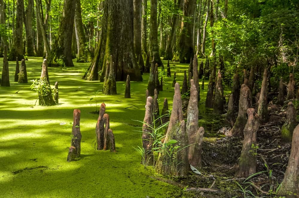 15 Most Beautiful Places to Visit in Mississippi: A Traveler s Guide