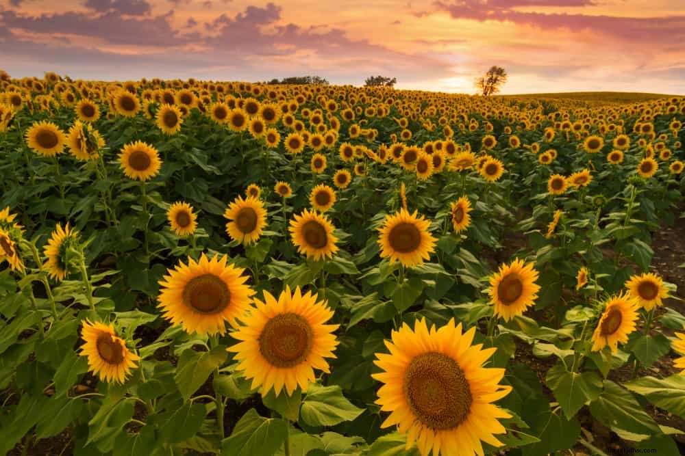15 Stunning Places to Visit in Kansas: Discover the Sunflower State s Hidden Gems