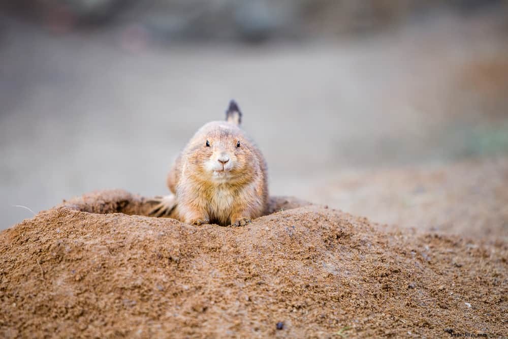 15 Stunning Places to Visit in Kansas: Discover the Sunflower State s Hidden Gems