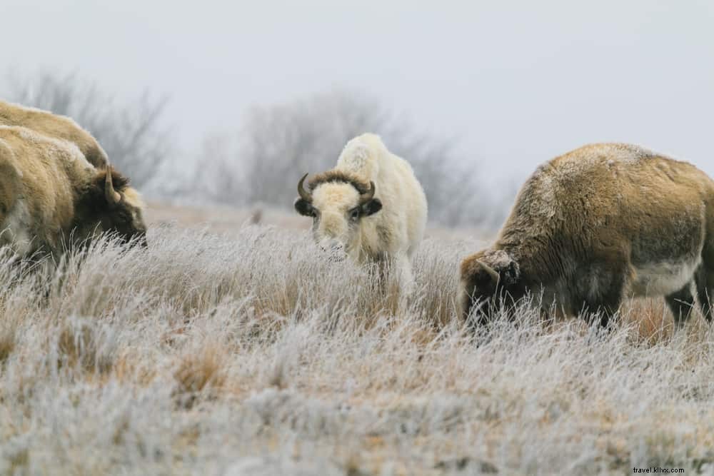 15 Stunning Places to Visit in Kansas: Discover the Sunflower State s Hidden Gems