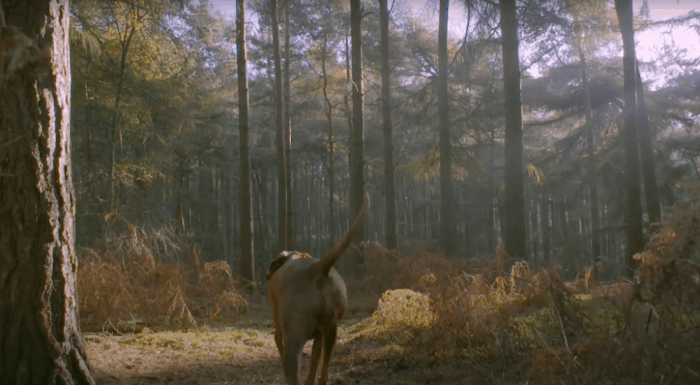 15 Stunning Places to Visit in Bedfordshire: A Local s Expert Guide