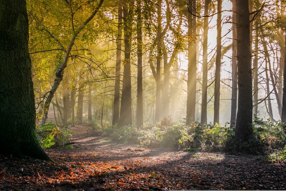 15 Stunning Places to Visit in Bedfordshire: A Local s Expert Guide