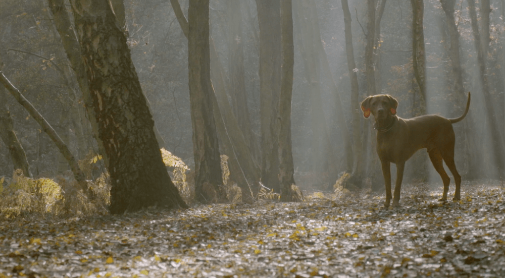 15 Stunning Places to Visit in Bedfordshire: A Local s Expert Guide