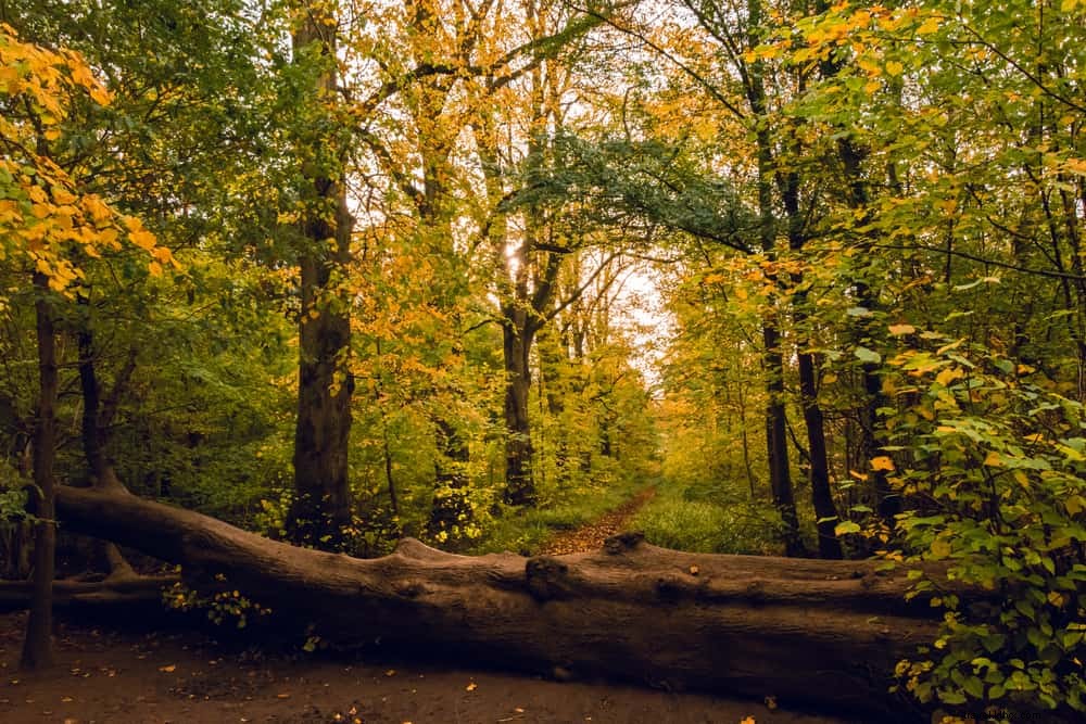 16 Stunning Places to Visit in Northamptonshire: Gems of the Rose of the Shires