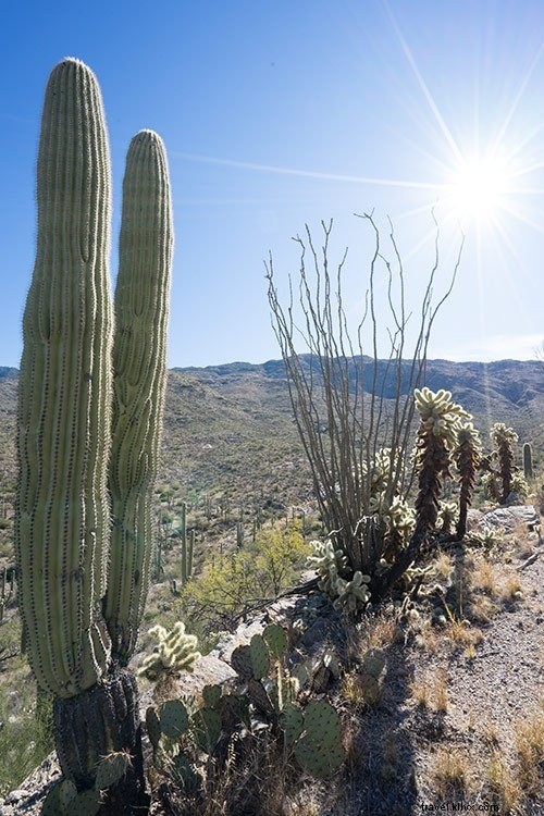 Ultimate Tucson, Arizona Weekend Getaway Guide: Top Attractions, Dining & Stays