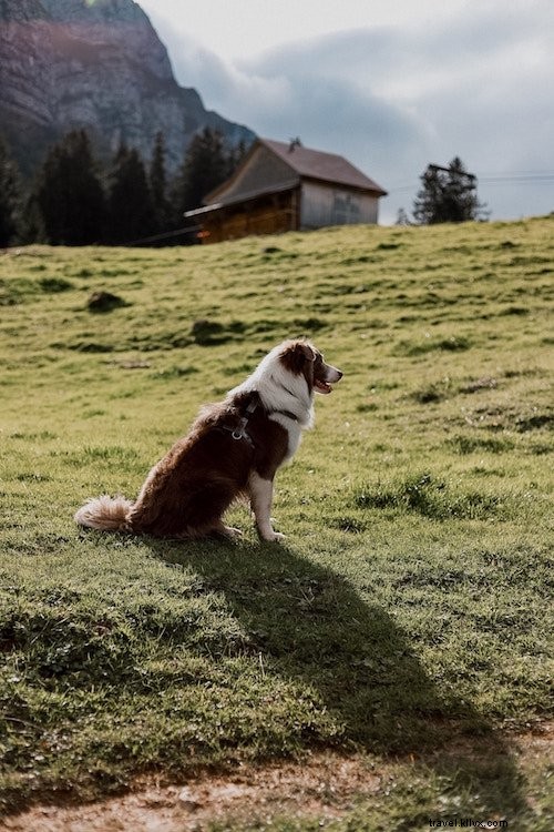 12 Reasons We Love TrustedHousesitters for House Sitting and Pet Care on Trips